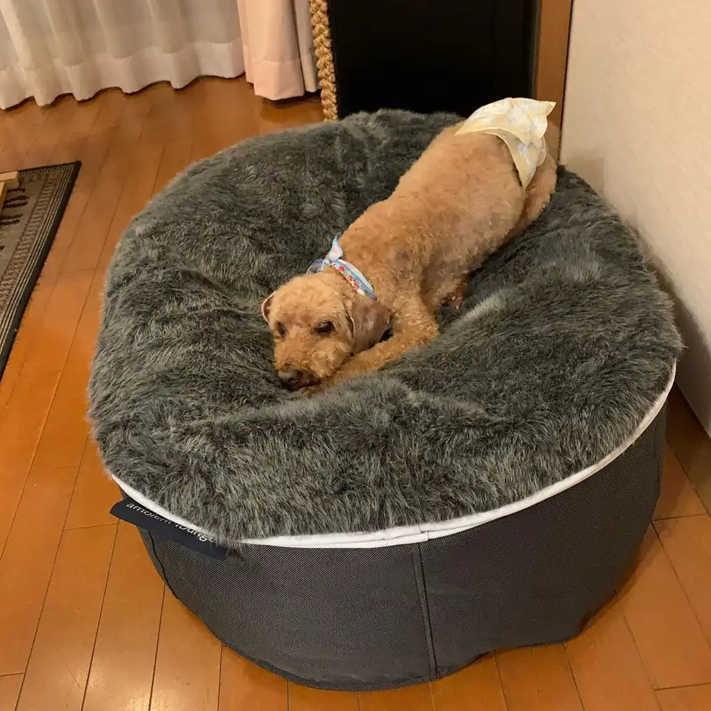 Той-пудель на лежаке Pet Lounge Small