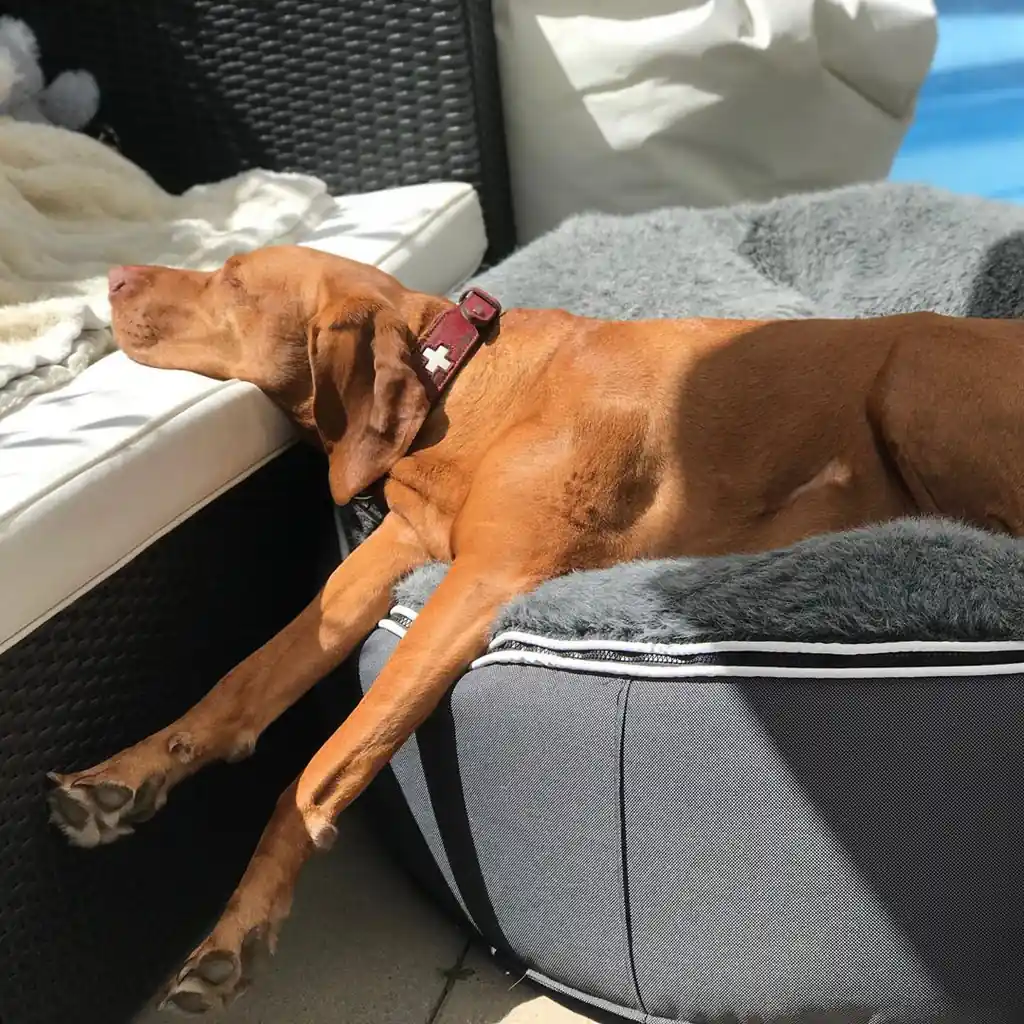 Венгерская выжла на лежаке Pet Lounge Large