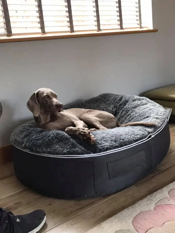 Веймаранер на лежаке Pet Lounge Large