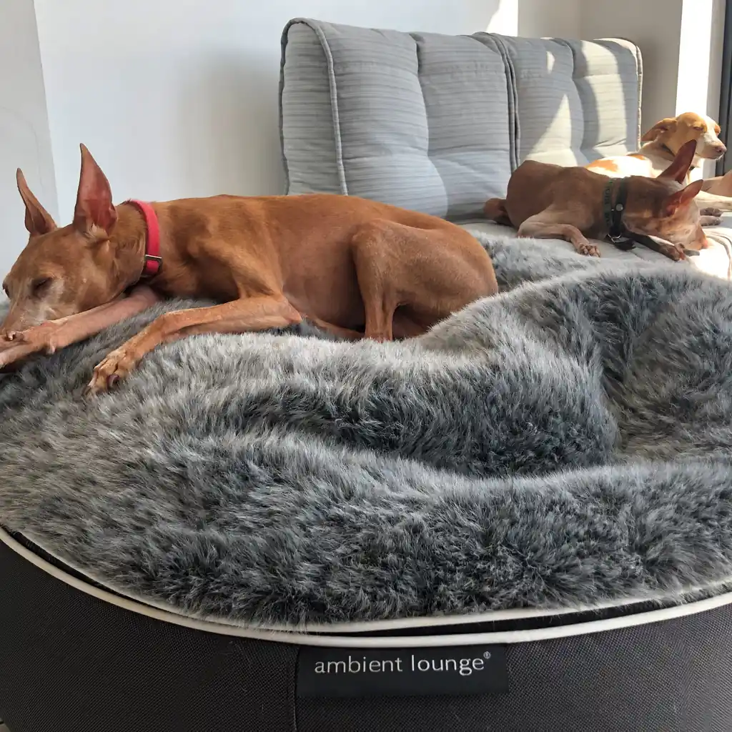 Уиппет на лежаке Pet Lounge Medium