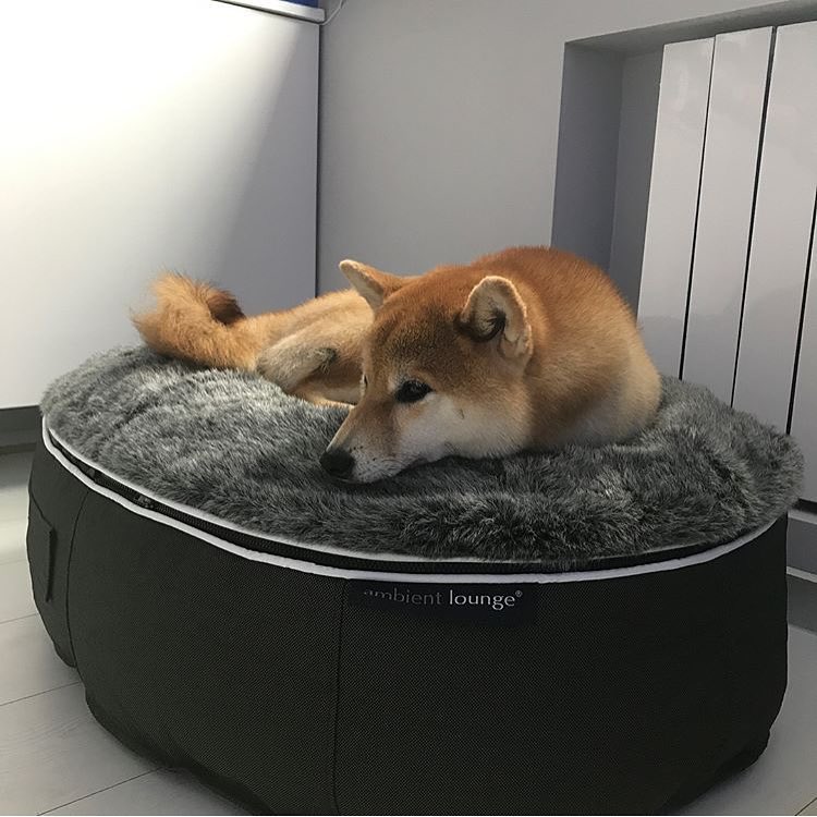 купить лежак для кошки