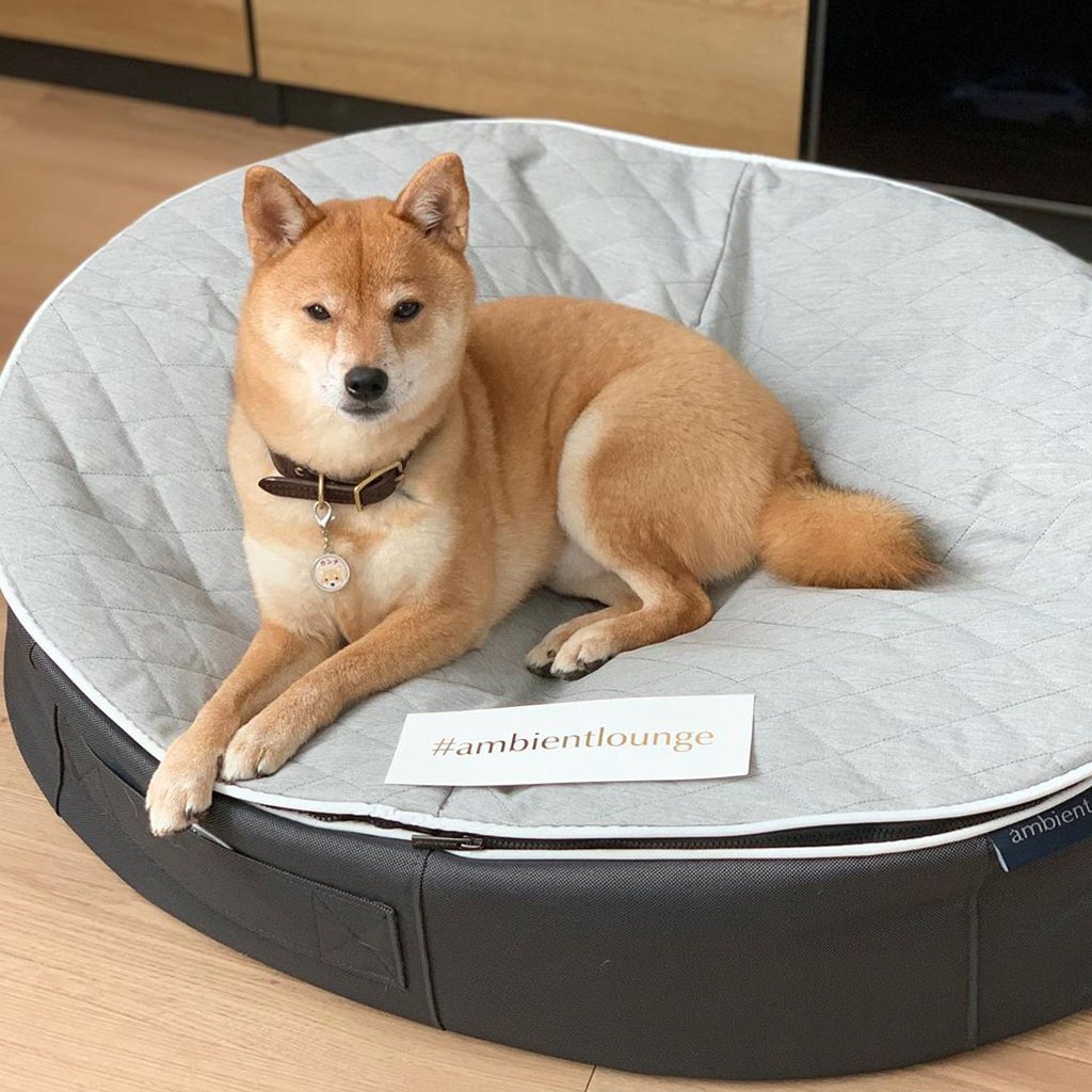 Лежак для собак Pet Lounge Large - ThermoQuilt (Premium) — фото в интерьере