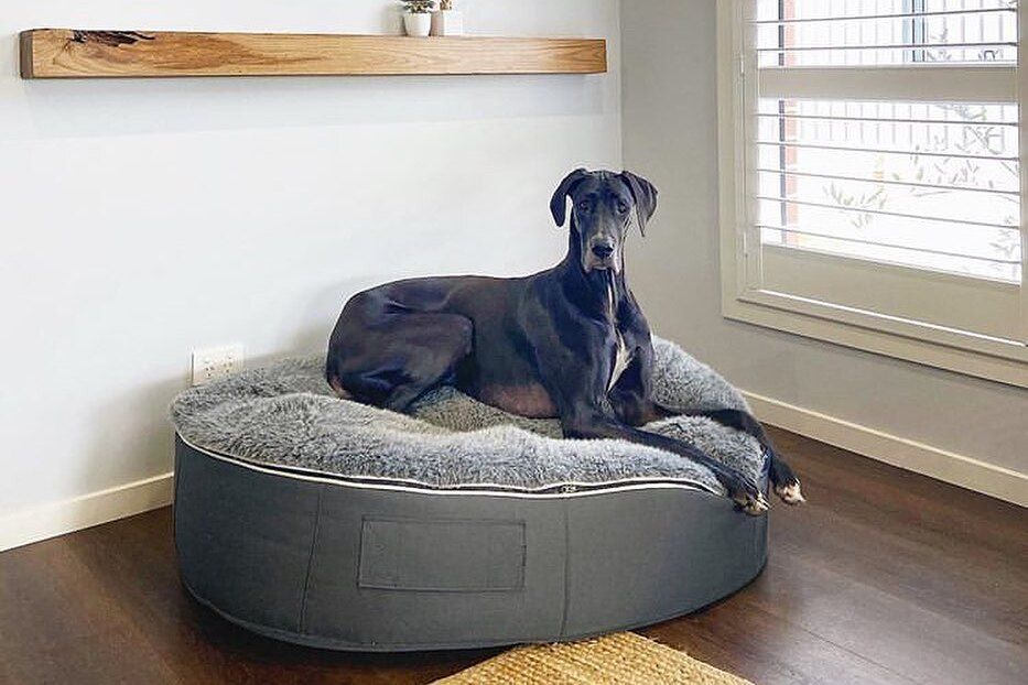 Лежанка для собак крупных пород Pet Lounge — как подарить питомцу комфорт и удовольствие