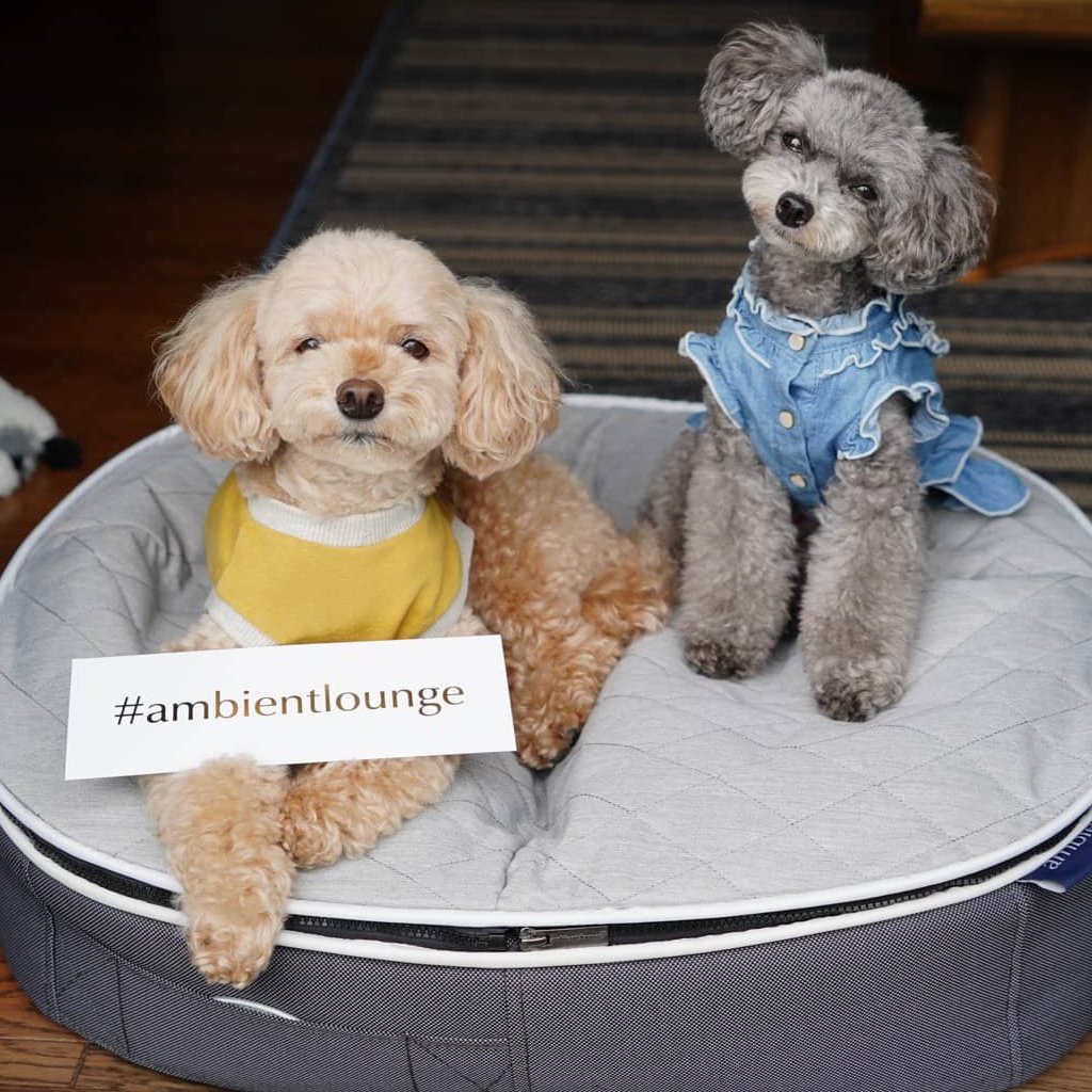 Лежак для собак Pet Lounge Small - ThermoQuilt (Premium) — фото в интерьере