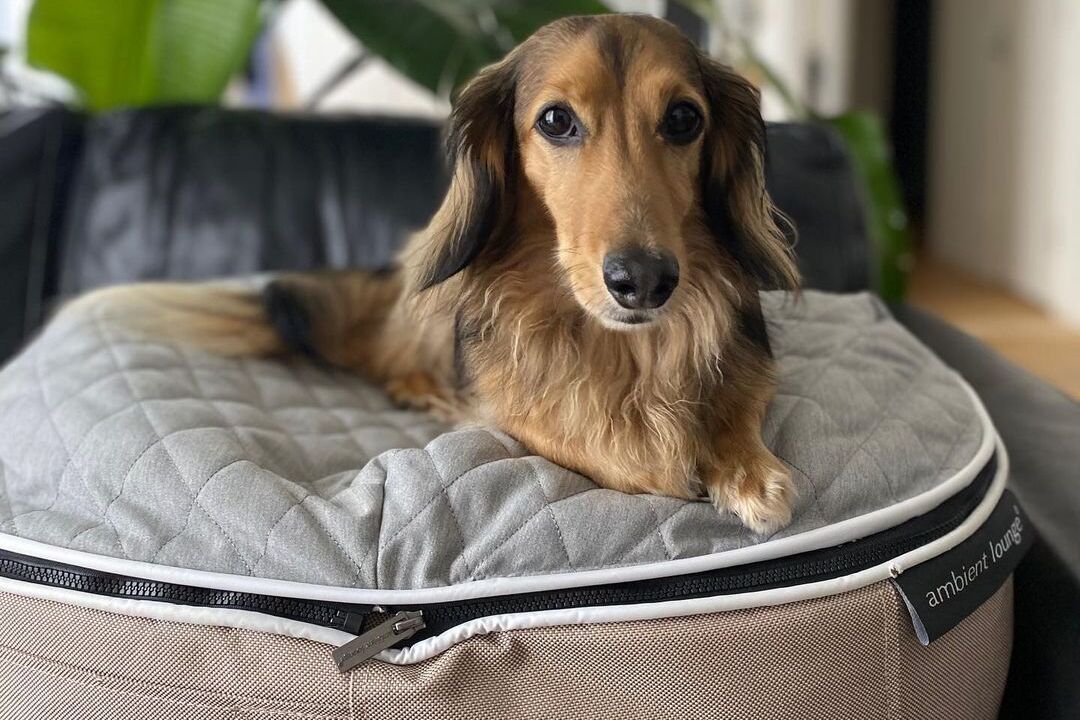 В чем секрет популярности лежаков Pet Lounge?