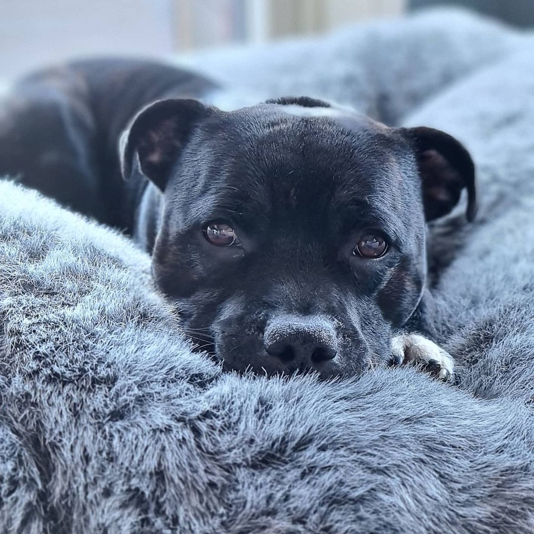 Лежанка для стаффбуля - фото 2
