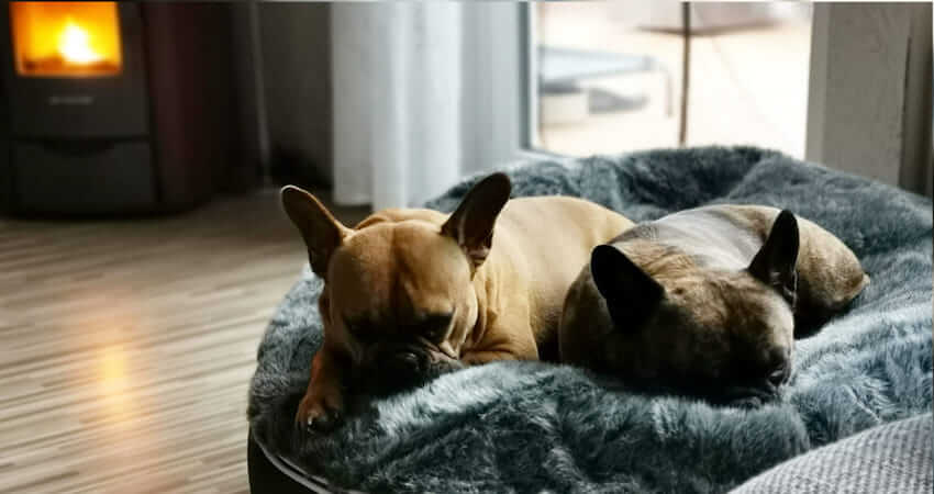 лежак для бульдога pet lounge